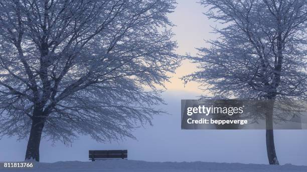 trees with snow - freddo stock pictures, royalty-free photos & images