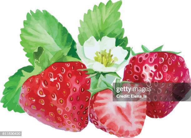strawberry watercolor. composition of three berries and a flower. vector illustration. - vitamin c stock illustrations