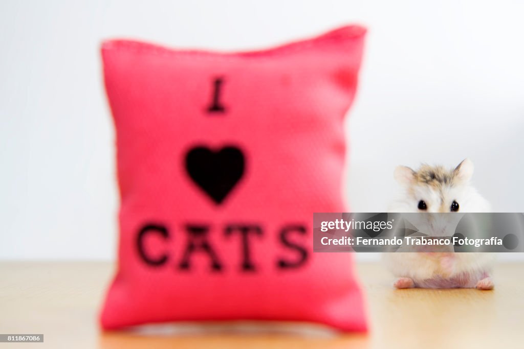 Mouse with cushion I love cats