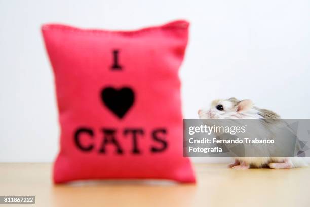 mouse with cushion i love cats - ネズミの穴 ストックフォトと画像