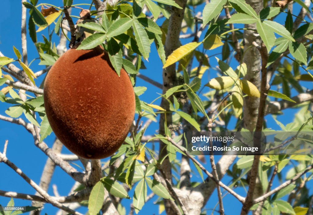 Baobab, The tree of life, Ifaty, Madagascar