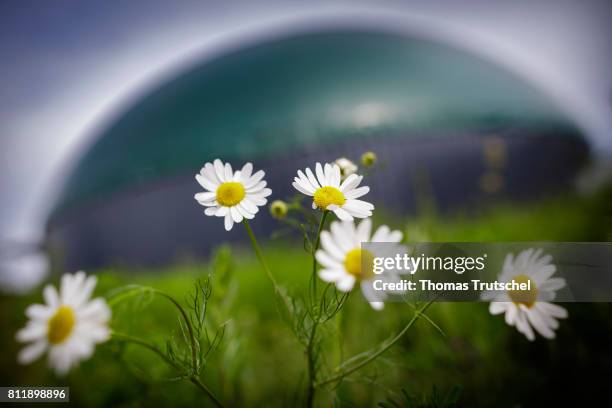 Lanke, Germany Flowers blooming in front of a biogas plant on a farm on July 10, 2017 in Lanke, Germany.