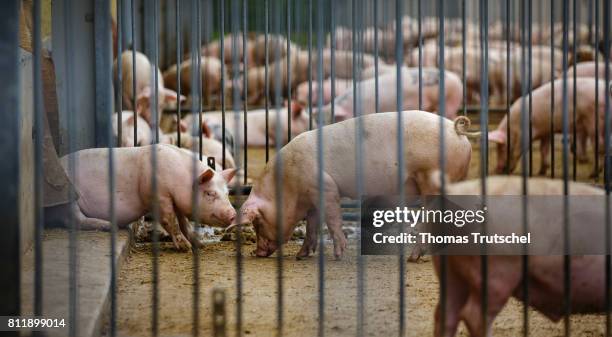 Lanke, Germany Pigs stand in an inclosure on an organic farm on July 10, 2017 in Lanke, Germany.