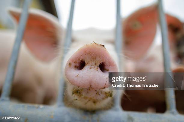 Lanke, Germany A pig is standing on an organic farm in an open-air enclosure and puts his trunk through a fence on July 10, 2017 in Lanke, Germany.