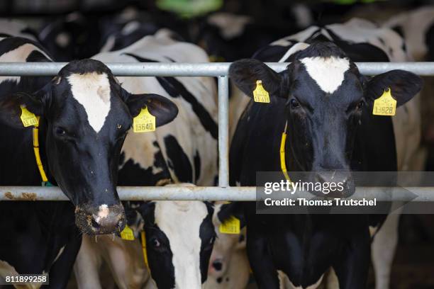 Dedelow, Germany Cows are standing on an organic farm in a cowshed on July 10, 2017 in Dedelow, Germany.