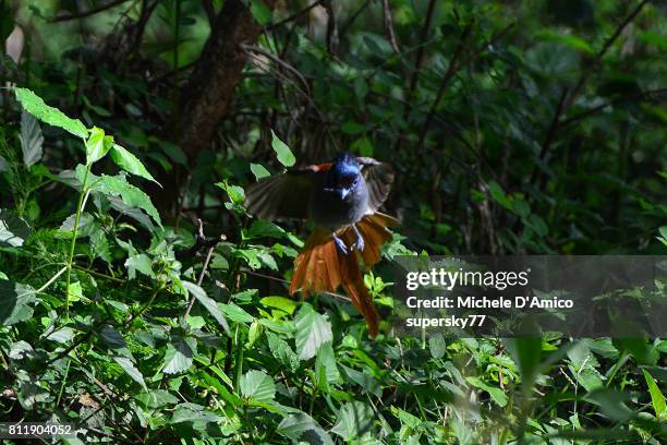 african paradise flycatcher flying - eutrichomyias rowleyi stock pictures, royalty-free photos & images