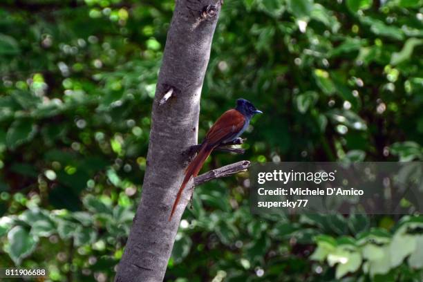 african paradise flycatcher - eutrichomyias rowleyi stock pictures, royalty-free photos & images