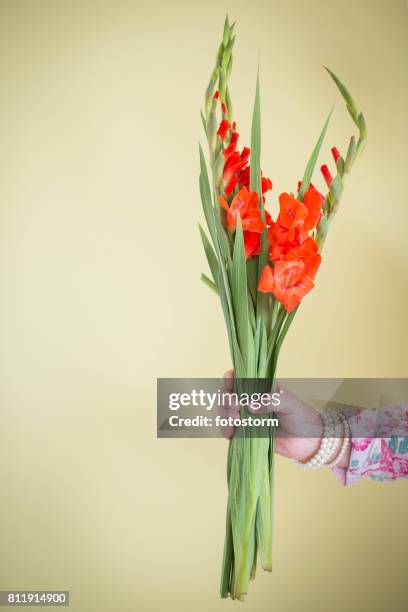 gladiolos en la mano de una mujer senior - gladiolus fotografías e imágenes de stock