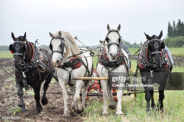 draft horse team working the field - zugpferd stock-fotos und bilder