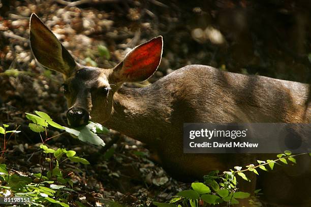 Mule deer moves through Santa Ynez Canyon in Topanga State Park on May 21, 2008 in Los Angeles, California. California's entire state park system,...