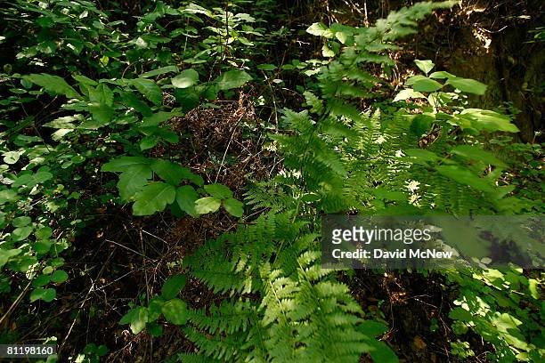 Poison oak and ferns grow in Santa Ynez Canyon in Topanga State Park on May 21, 2008 in Los Angeles, California. California's entire state park...