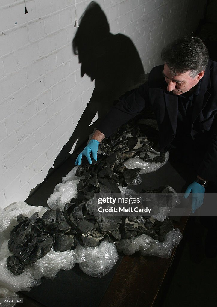 The Most Complete Dinosaur Skeleton Found In Britain Goes On Display