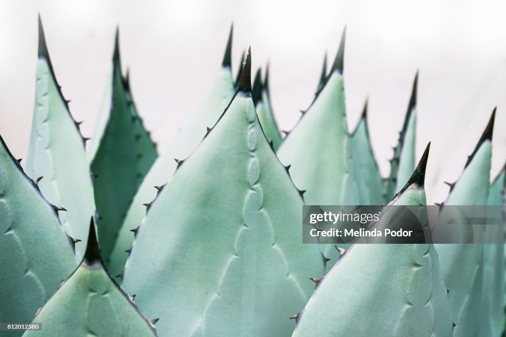 Close-up of agave plant