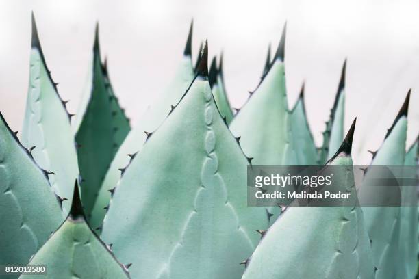 close-up of agave plant - thorn pattern stock pictures, royalty-free photos & images