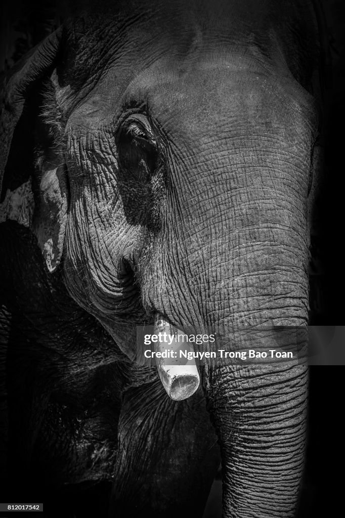 Stop the elephant ivory