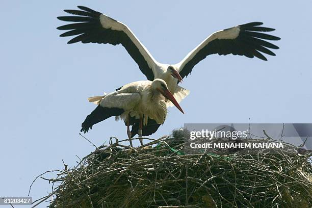 Stork stands on her nest with her two chicks on May 22, 2008 in the Israeli village of Nov in the central Golan Heights. A pair of Storks has in...