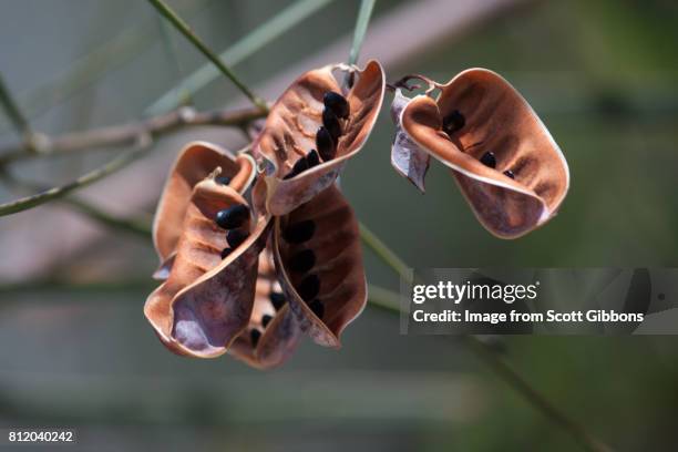 new life - acacia fotografías e imágenes de stock