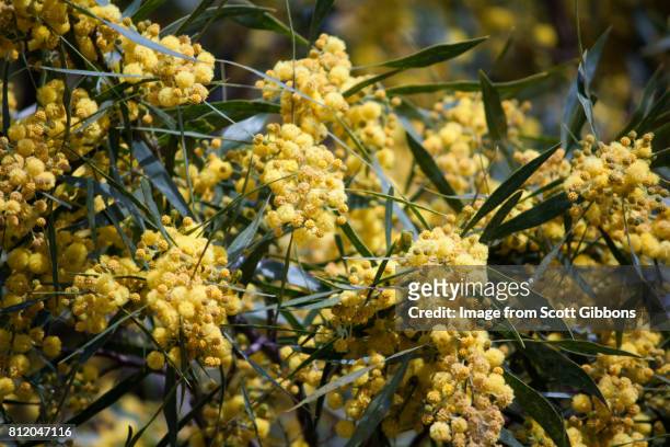 golden wattle - bushes stock pictures, royalty-free photos & images