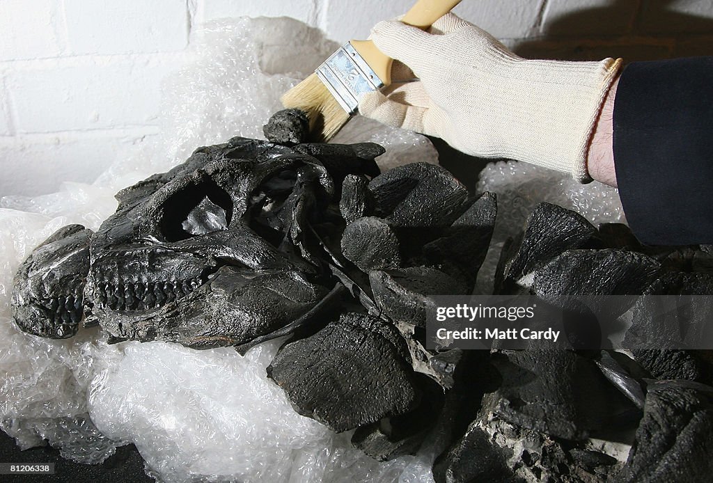 The Most Complete Dinosaur Skeleton Found In Britain Goes On Display