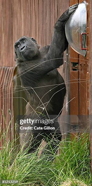 Mijukuu, nicknamed 'Jookie' , a 5 foot tall 65 kilo female gorilla, wanders around in the gorilla enclosure having recently arrived at London Zoo on...