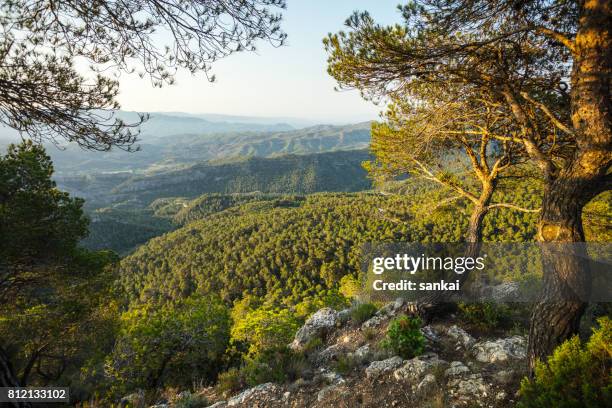 vallée dans les montagnes et les deux arbres au premier plan - péninsule ibérique photos et images de collection