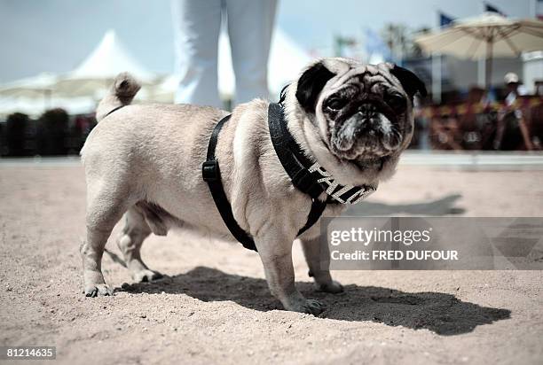 Lucy the thespian pooch, a cross between a hunting dog and a retriever poses after being awarded with the Palm Dog, the Cannes's unofficial canine...