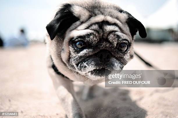 Lucy the thespian pooch, a cross between a hunting dog and a retriever poses after being awarded with the Palm Dog, the Cannes's unofficial canine...