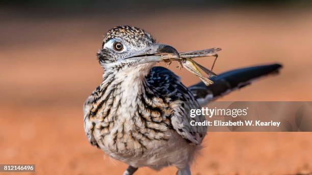 roadrunner with grasshopper - desert grasshopper insect stock pictures, royalty-free photos & images