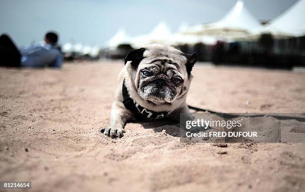 Lucy the thespian pooch, a cross between a hunting dog and a retriever poses after being awarded with the Palm Dog, the Cannes's unofficial canine...