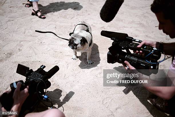 Lucy the thespian pooch, a cross between a hunting dog and a retriever poses after being awarded with the Palm Dog, the Cannes's unofficial canine...
