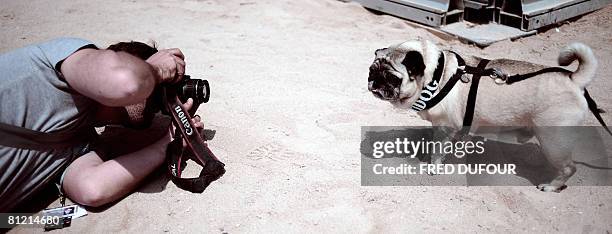 Lucy the thespian pooch, a cross between a hunting dog and a retriever poses after being awarded with the Palm Dog, the Cannes's unofficial canine...