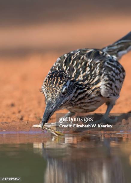 roadrunner with grasshopper - desert grasshopper insect stock pictures, royalty-free photos & images