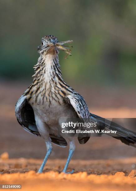 roadrunner with grasshopper - desert grasshopper insect stock pictures, royalty-free photos & images