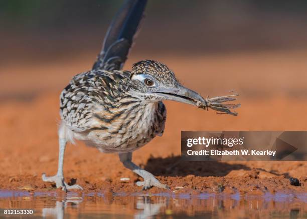roadrunner with grasshopper - desert grasshopper insect stock pictures, royalty-free photos & images