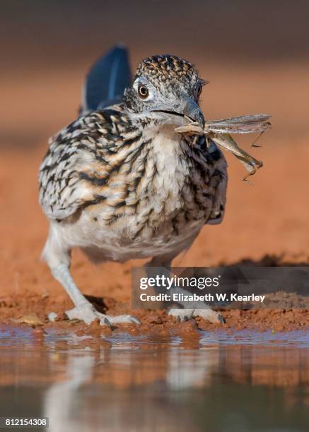 roadrunner with grasshopper - desert grasshopper insect stock pictures, royalty-free photos & images