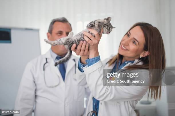 süße katze in klinik - pet insurance stock-fotos und bilder