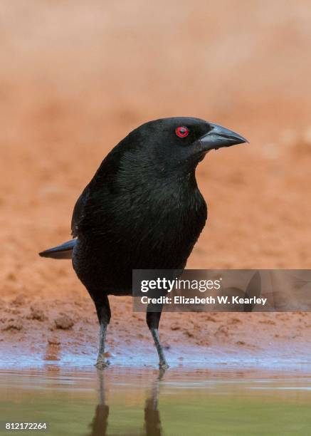 cowbird - cowbird stock pictures, royalty-free photos & images