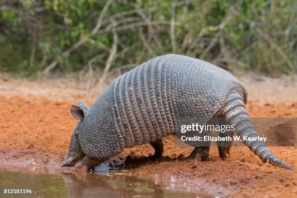 armadillo - armadillos stock pictures, royalty-free photos & images