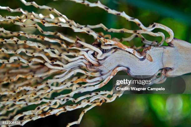 palm tree raceme inflorescence without flowers - raceme stock pictures, royalty-free photos & images