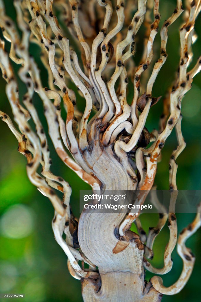 Trees With Raceme Inflorescence Palm Tree Raceme Inflorescence Without Flowers High-Res Stock Photo ...