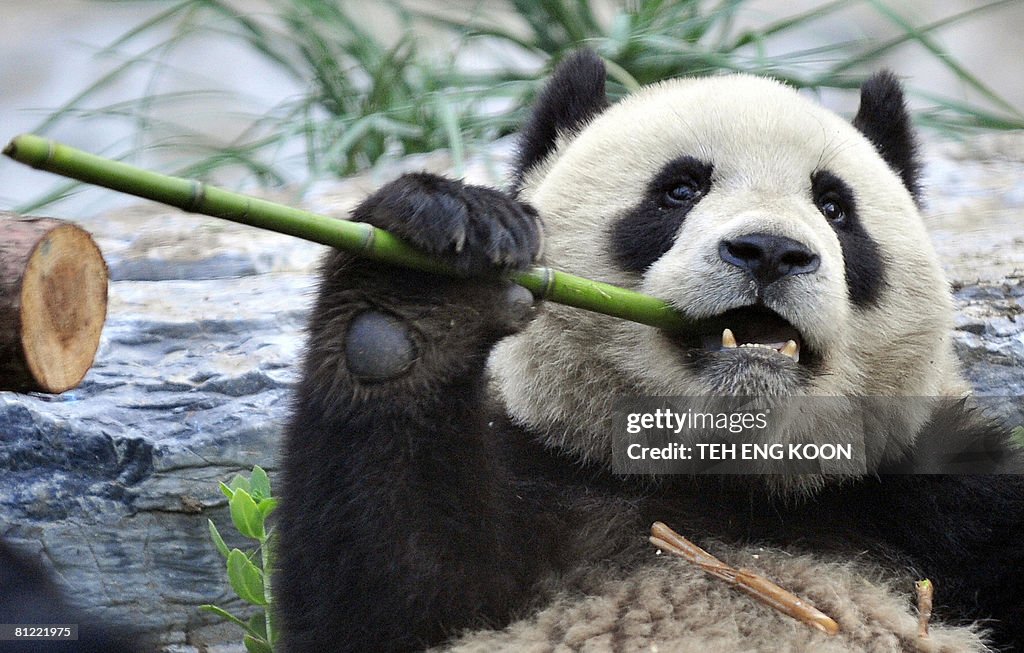 A hungry giant panda tears a stick of ba