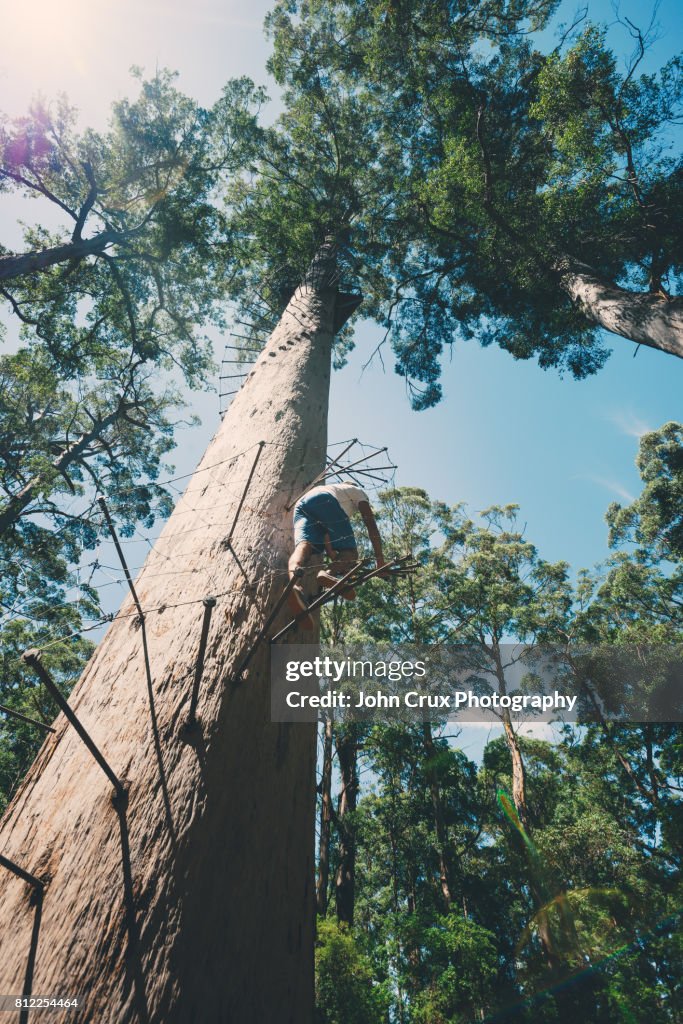 Bicentennial Tree Climber