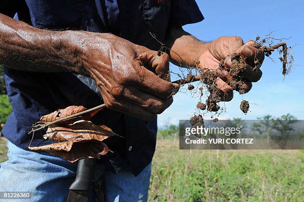 Farmer Julian Reyes checks a dried-up cocoa plant on May 23, 2008 in El Carmen, in the Costa Rican area of Los Chiles --some 280 kilometres north of...
