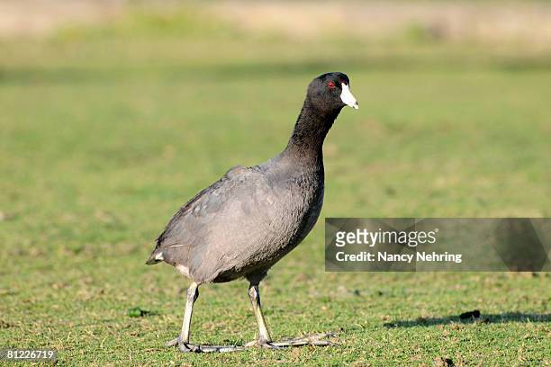 american coot, fulica americana, grazing on grass. mountain view, california, usa. - american coot stock pictures, royalty-free photos & images
