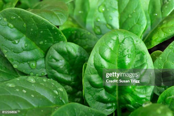 crop of baby spinach in the garden - fresh baby spinach stock pictures, royalty-free photos & images