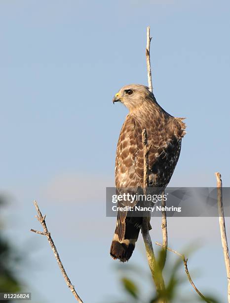 red-shouldered hawk, buteo lineatus, with wind ruffling feathers. everglades national park, florida, usa. unesco world heritage site (biosphere reserve) - ruffling stock pictures, royalty-free photos & images