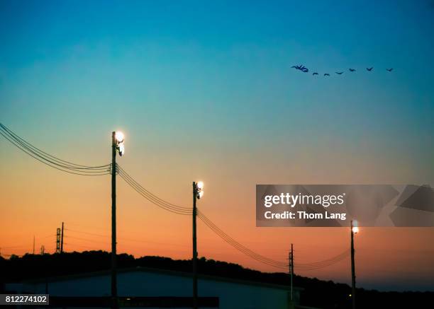 geese flying over stadium lights - birds on power lines stock pictures, royalty-free photos & images