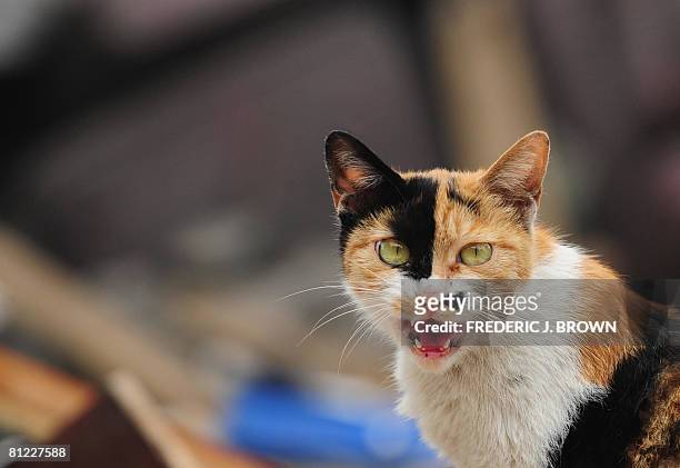 An abandoned cat purrs from amid the rubble in the town of Hanwang on May 24, 2008 in southwest China's quake-stricken Sichuan province. The official...