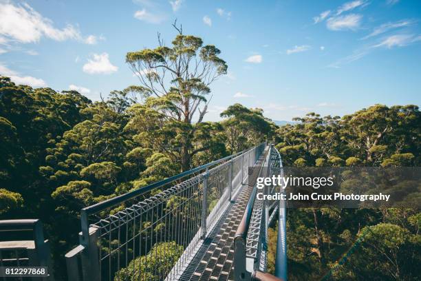 walpole valley of the giants - margaret river australia photos et images de collection