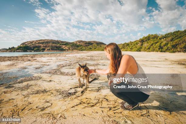 beach kangaroo - female bush photos stockfoto's en -beelden